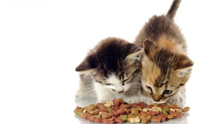  4 Merk Makanan untuk Kucing Menyusui Terbaik