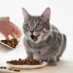 7 Merk Makanan Kucing yang Berbahaya Terbaru